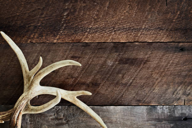 Deer Antlers A pair of real white tail deer antlers over a rustic wooden background. They are used by hunters when hunting to rattle in other large bucks. Free space for text. animals hunting stock pictures, royalty-free photos & images