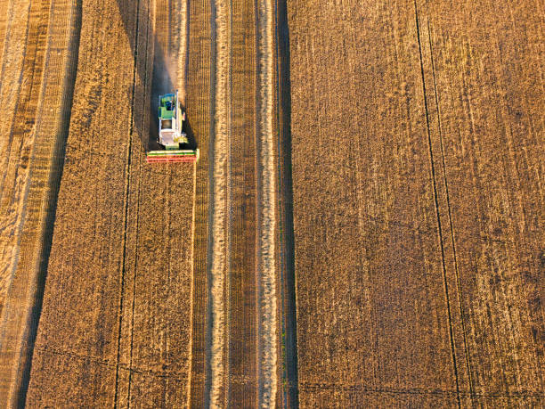 istock Aerial view on combine working on rye field 1015475066