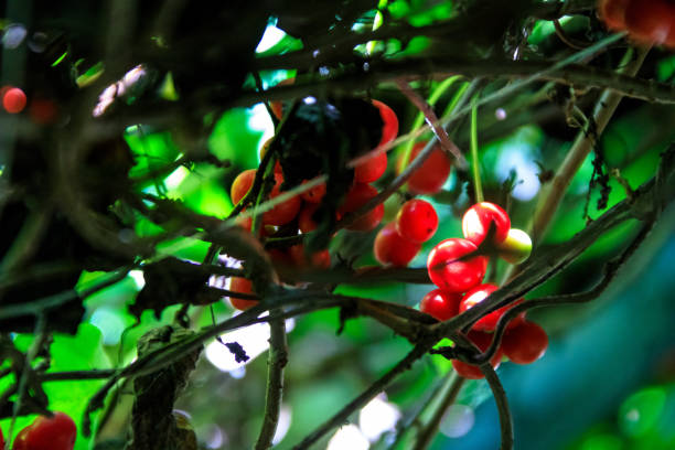 istock Schizandra Omija of korea 1015475952