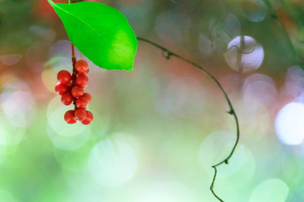 Schizandra Omija of korea