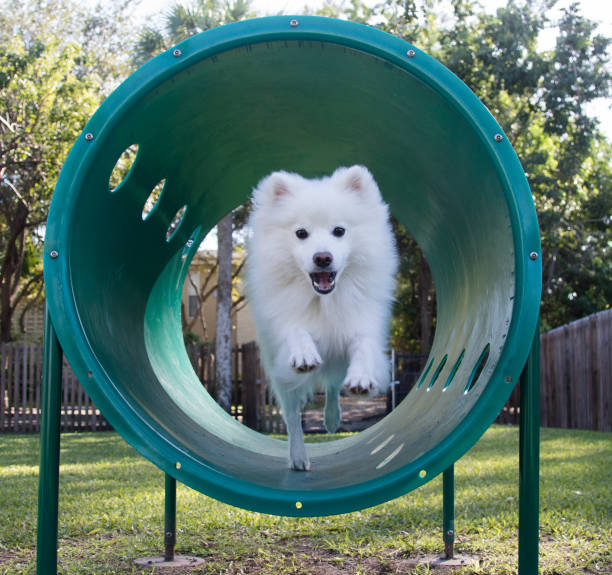 kleine sportliche hund in aktion - action dog outdoors animal trainer stock-fotos und bilder