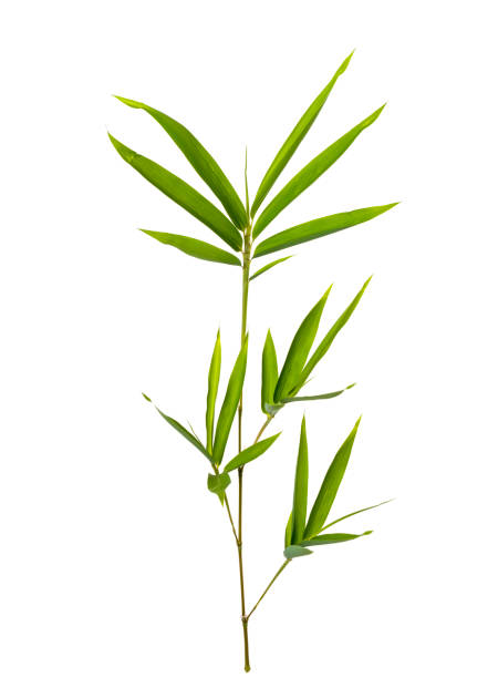 folha de bambu com traçado de recorte isolada no branco - bamboo bamboo shoot green isolated - fotografias e filmes do acervo
