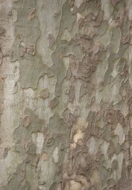 Photo of The surface of bark of a plane tree