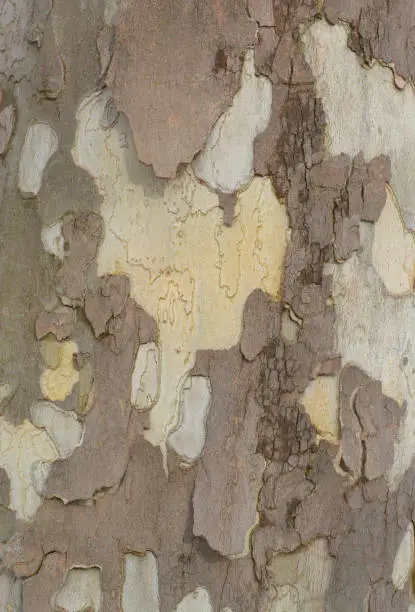 Photo of The surface of bark of a plane