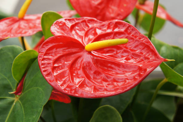 Flamingo lily or anthurium andraeanum red plant Flamingo lily or anthurium andraeanum red plant anthurium stock pictures, royalty-free photos & images