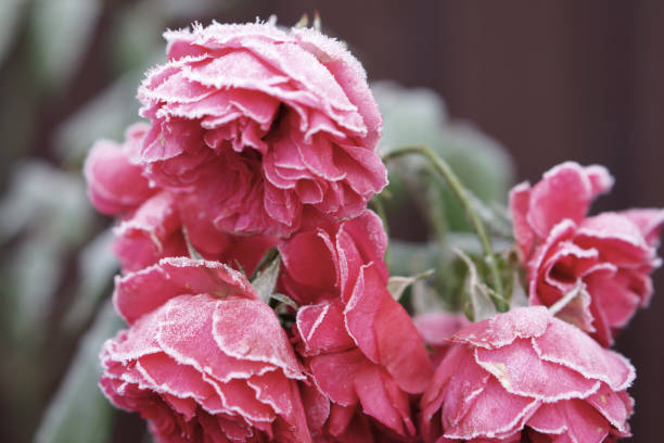 istock Roses in the frost 1015481920