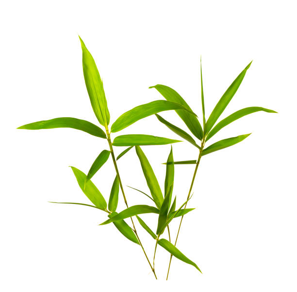 bambusblatt mit clipping-pfad isoliert auf weiß - bamboo leaf bamboo shoot feng shui stock-fotos und bilder