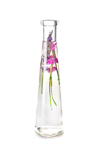 istock plant in test tube 1015488190