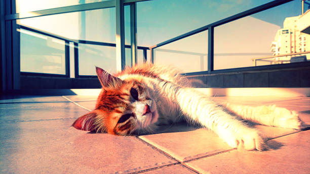 grande gatto sdraiato sul pavimento - domestic cat undomesticated cat window house foto e immagini stock