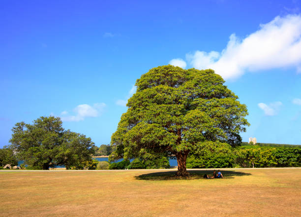 Couple lying down under big round tree on green grass