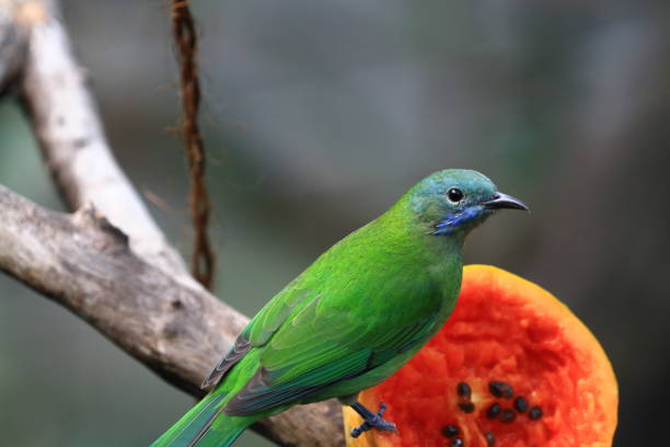 istock bird at hk park Edward Youde Aviary 1015508286