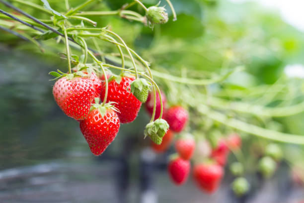 istock Ripe and underripe strawberries on the tree 1015512142