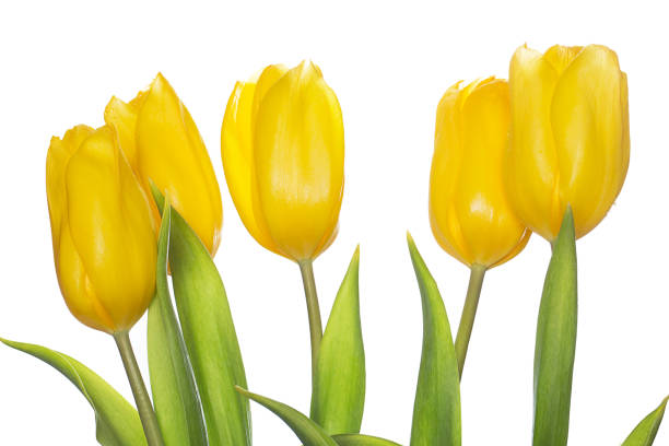 istock Beautiful yellow tulips 1015512266