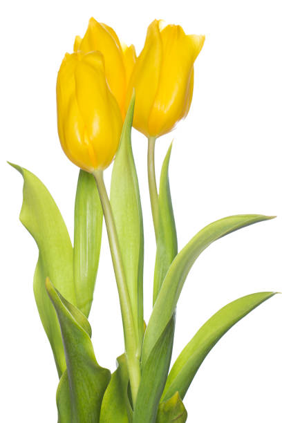 istock Beautiful yellow tulips 1015512334