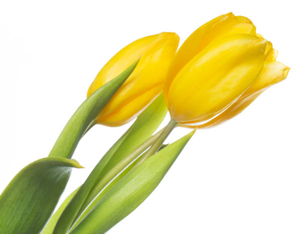 istock Beautiful yellow tulips 1015512426