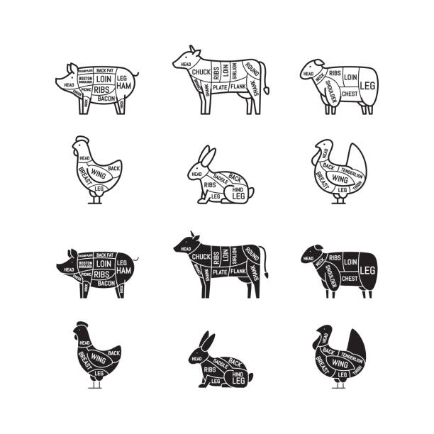 ilustraciones, imágenes clip art, dibujos animados e iconos de stock de diagramas para la carnicería. cortes de carne. silueta animal, cerdo, vaca, cordero, pollo, pavo, conejo. ilustración de vector. - carne de caza