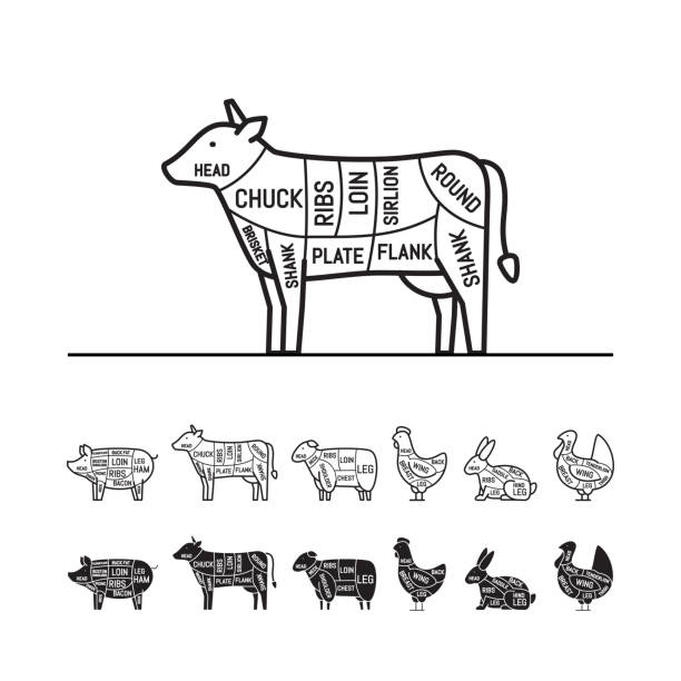 illustrations, cliparts, dessins animés et icônes de schémas pour la boucherie. coupes de viande. silhouette animale, cochon, vache, agneau, poulet, turquie, lapin. illustration vectorielle. - goose meat