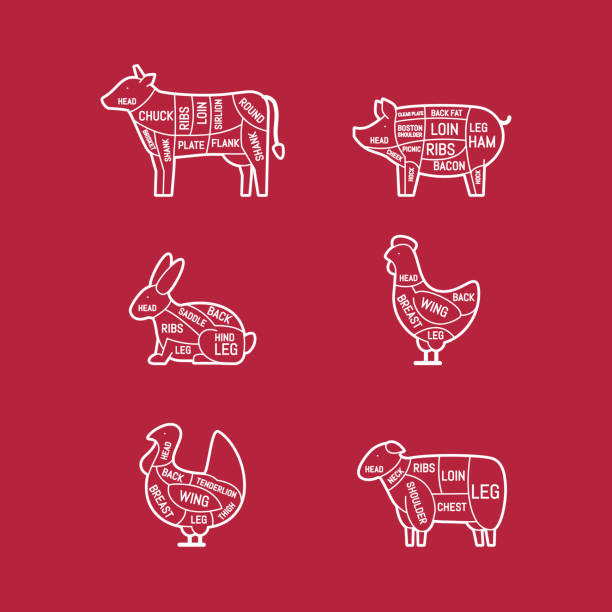 illustrations, cliparts, dessins animés et icônes de schémas pour la boucherie. coupes de viande. silhouette animale, cochon, vache, agneau, poulet, turquie, lapin. illustration vectorielle. - goose meat