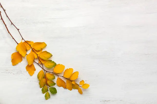 Two branches  of yellow  autumn leaves  (Spiraea Vanhouttei)  old white wooden shabby background