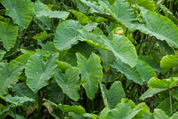 istock The green lotus backyard. 1015527086