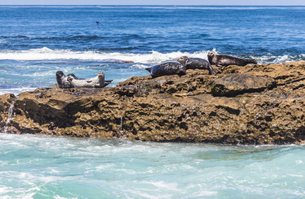 istock The view at La Jolla Cove in San Diego 1015533736