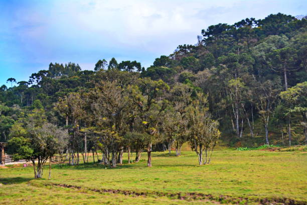istock Rural Landscape with tree and montain 1015534364