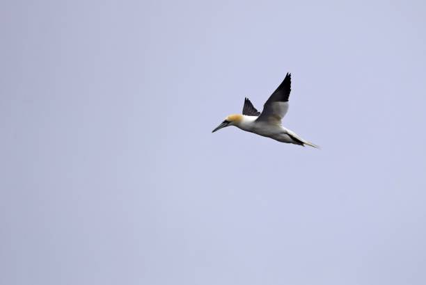 istock Northern Gannet with spread wings flying 1015535142