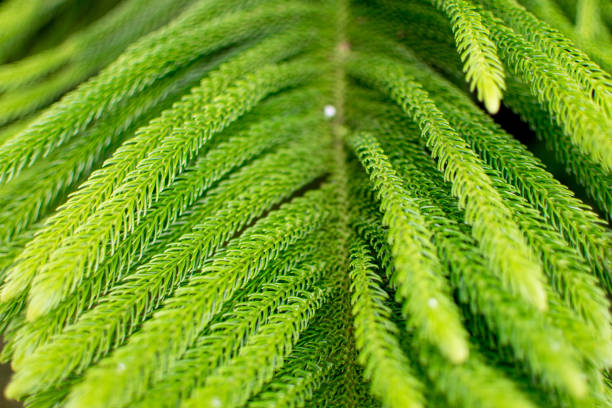 istock Leaves of pine trees on the summit 1015537338