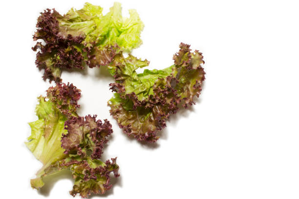 Fresh Green and red Lettuce isolated on white with space for text