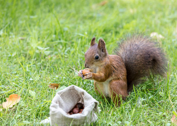 istock cute squirrel with fluffy tail sitting on grass with bag of nuts 1015538088