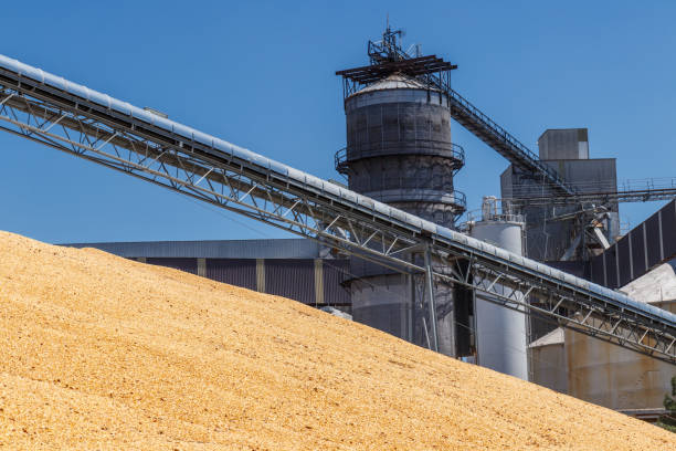 milho e grão de manipulação ou colheita terminal. milho pode ser usado para alimentação ou ou etanol v - starch - fotografias e filmes do acervo