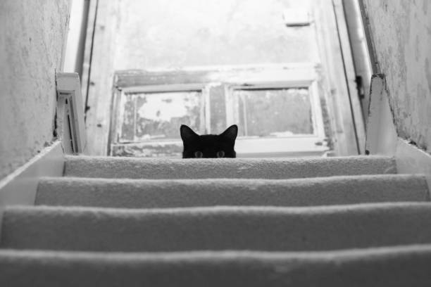 Black Cat looking down stairs in an old house