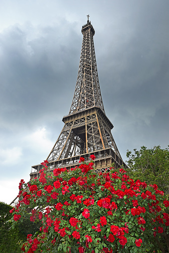 view of the Eiffel Tower close-up through a flowering bush, Paris, France