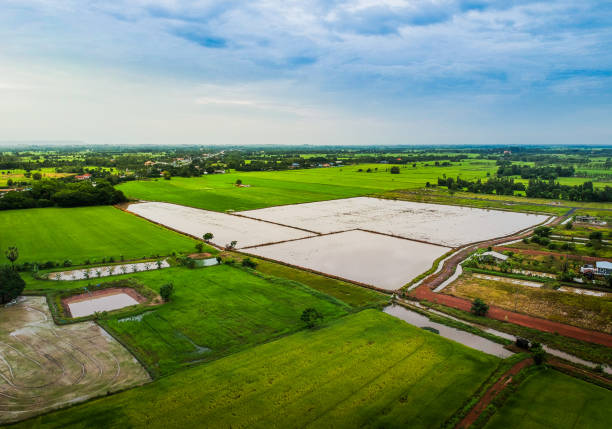 istock Rice field in the preparation of soil. 1015548364