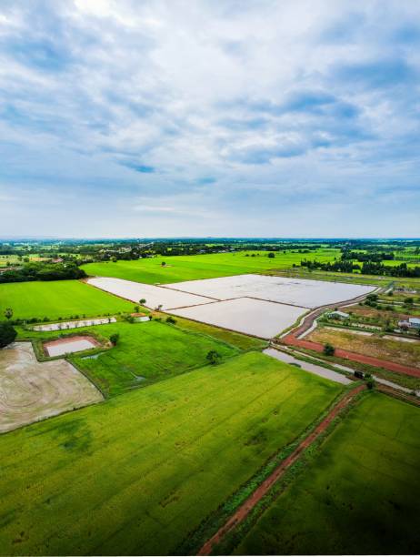 istock Rice field in the preparation of soil. 1015548582