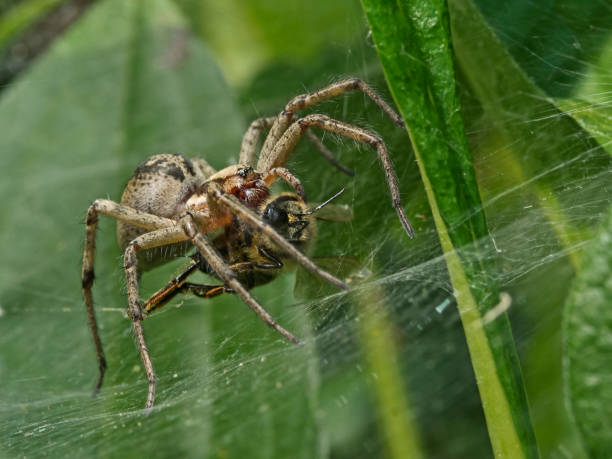 istock Funnel spider whit prey, funnel spider with bee (Agelenidae) 1015553600