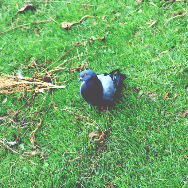 L38-43cm, WS 68-77cm.Breeds in woods (esp. in arable farmland areas), parks and gardens, even in city centres.Forages on grass lawns and fields.Has increased greatly, and also become less shy, in Britain and N Europe. Resident in Europe, but also migrations from N and E Europe.nest a simple platform of sticks in tree, close to trunk. Prolonged breeding, can have recently fledged young from May-October.This is a common Species in the Dutch Woods, Parks and (greater) Gardens.