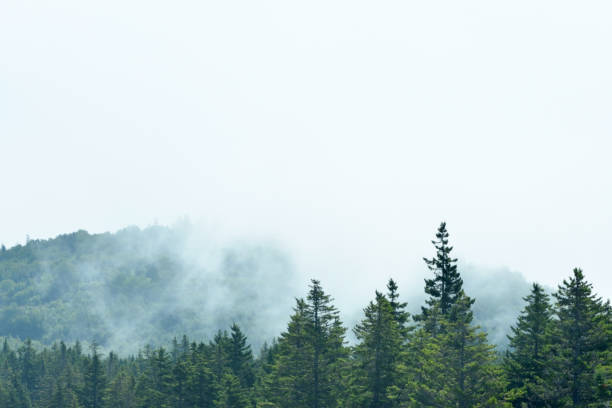 istock Fog in the Forest New Brunswick Canada 1015559172