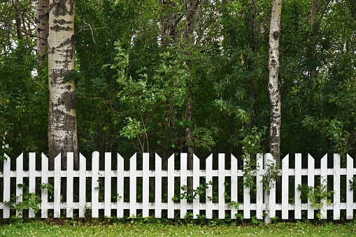 An image of a white picket fence along the edge of a stand of trees.