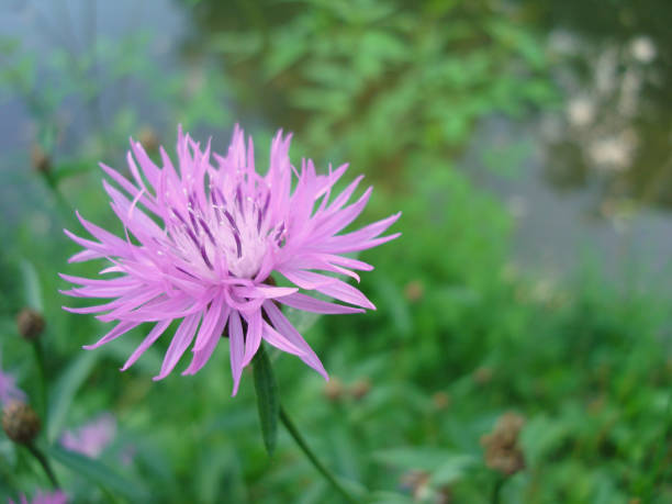 istock Lilac flower Siberian cornflower on macrophoto. 1015562208