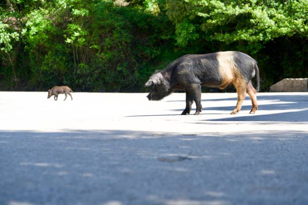 istock wild pig in the sunshine 1015565372