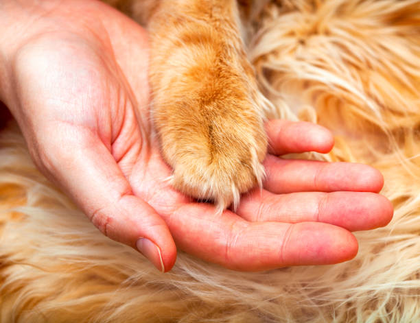 istock Cat paw in woman hand. 1015577050