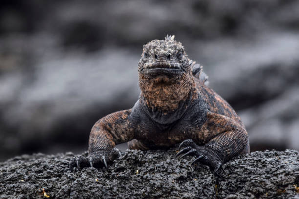 istock Marine Iguana in Galapagos Islands 1015585218