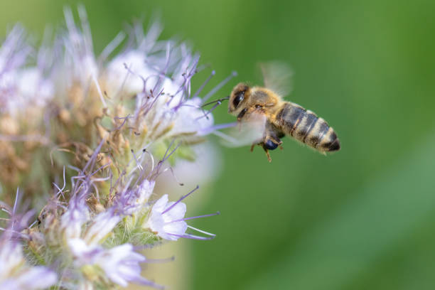 istock Honey bee flying to flower 1015585424