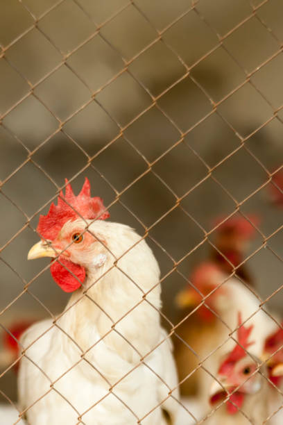 istock Close up of a rooster in a cage 1015588664