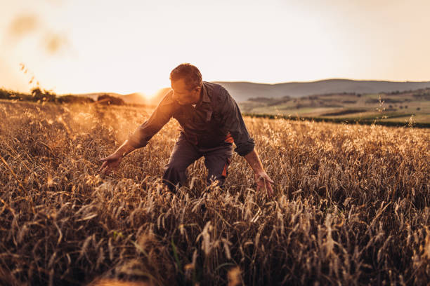 istock Senior farmer on the field 1015594192