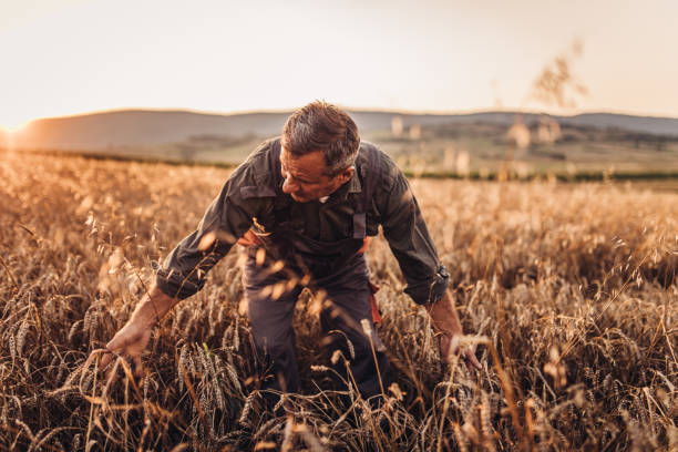 istock Senior rancher on the field 1015594286