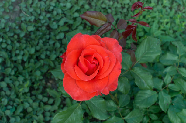 primer plano de rose bud rojo - velvet rose flower thorn fotografías e imágenes de stock