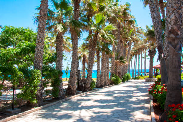 istock Palm alley in Protaras, Cyprus 1015594844