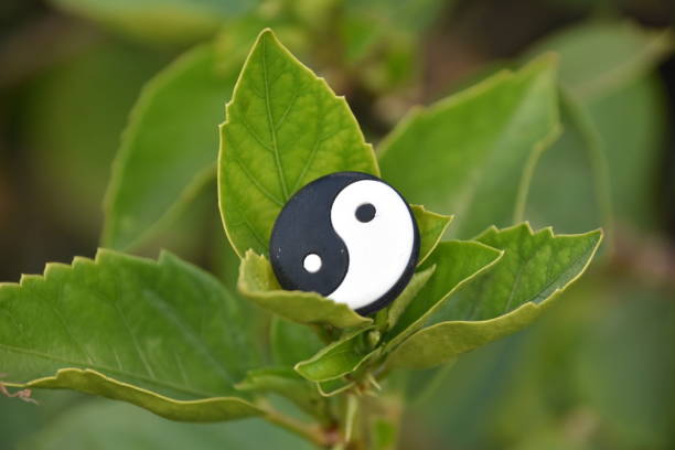 yang yin em uma folha - yin yang ball - fotografias e filmes do acervo